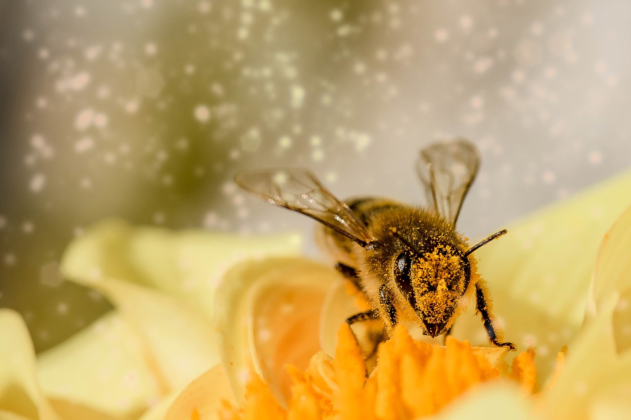 L'Abeille Agathoise